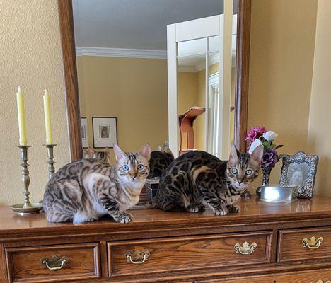 Such Beautiful Bengals, indeed!