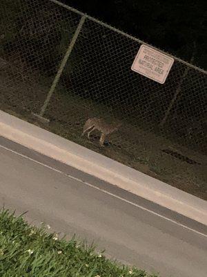 Coyotes inside the park