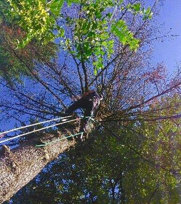 Dead Doug-fir removal