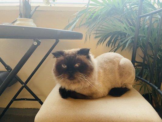 Giorgio w his lion cut.