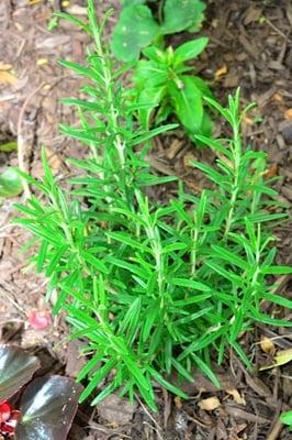 It's Stevia growing in our garden-  really!!!