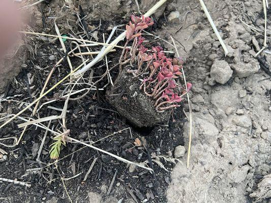 Uprooted plant