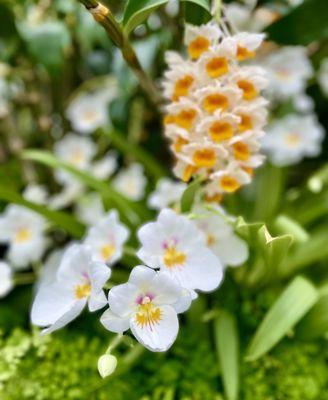 Volunteer Park Conservatory