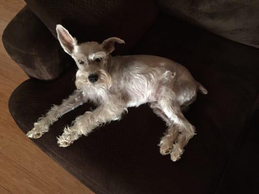 That's how "nice" your dog will look after their "grooming". Yes it is miniature schnauzer!