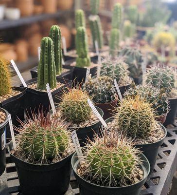 Cacti galore