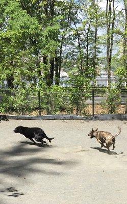 Love getting our zoomies out at the dog park!