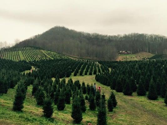 Boyd Mountain Christmas Tree Farm 2015