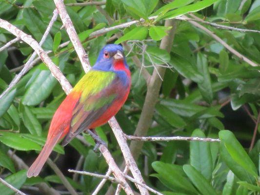 Painted Bunting