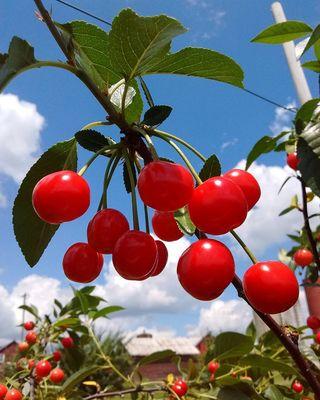 Cherries on the tree