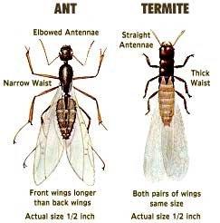 identify Ant vs Termite