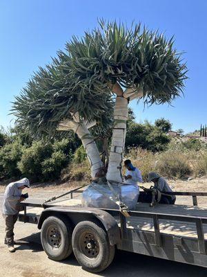 Massive Dragon Tree Install