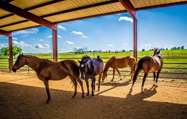 Some of the horses in our Equine-Assisted Psychotherapy program