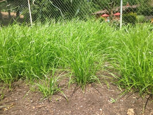 Tilled, applied blk/gold- came back from vacation to find THIS!  never had sedge before the compost!!!!! Disgusted!