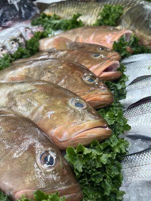 Our fresh Grouper!!