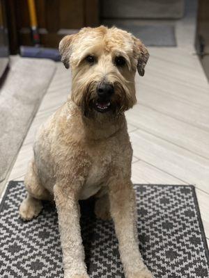 A perfect "short and fluffy" Puppy cut on my wheaten terrier