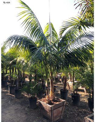 Kentia Palm originally selected