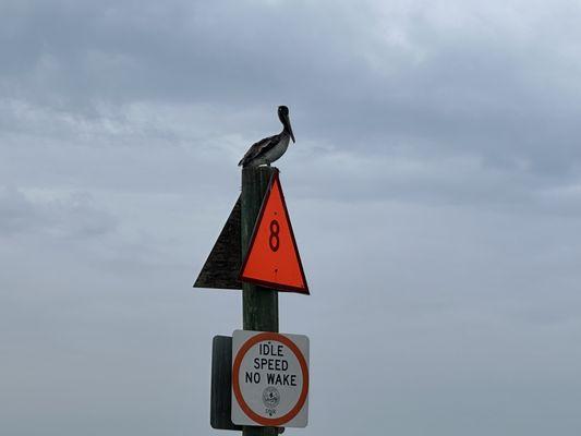 Brown Pelican