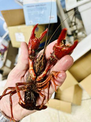 Giant Crawfish