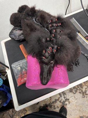 Banding poodles for show