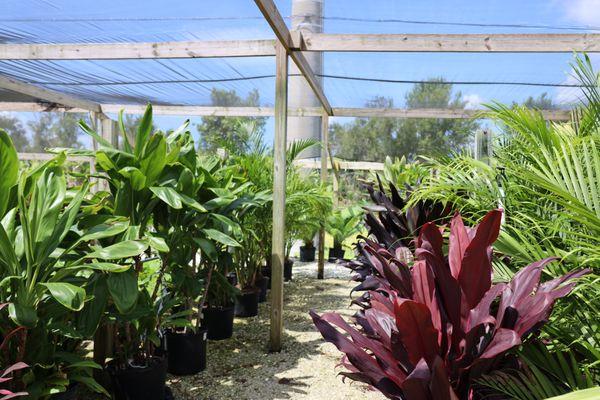 Plants for Sale in Punta Gorda