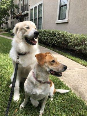 My two dogs after being groomed