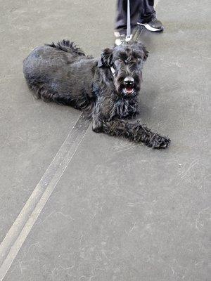 Giant Schnauzer in training