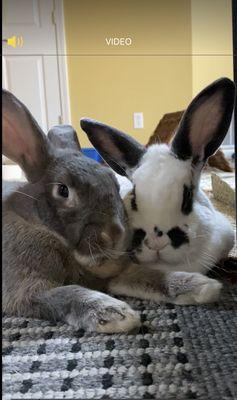 My two bunnies Sammy and Ella.