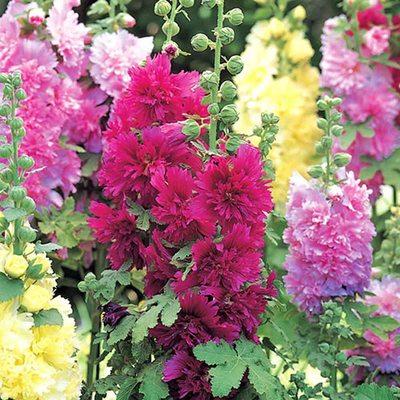 Spring Celebrities Hollyhock