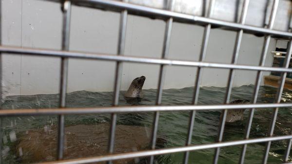 I love feeding the harbor seals