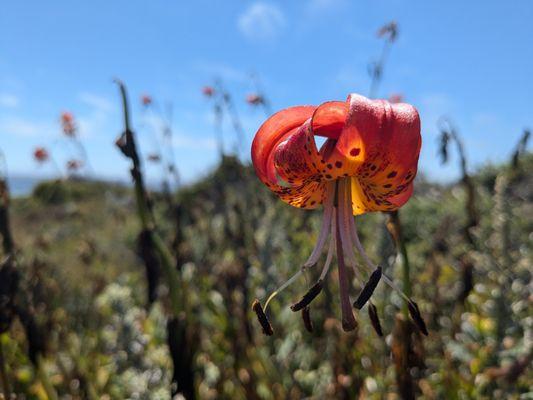 Salt Point State Park