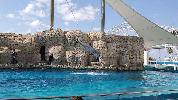 Dolphin show!