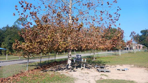 Picnic bench under tree