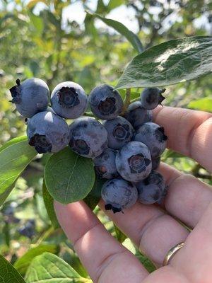 Muir Blueberry Farm