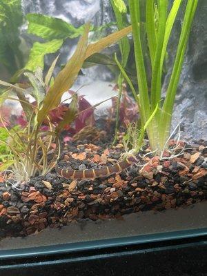 Kuhli loach with dwarf sagittaria and Cryptocoryne wendtii from Agnoquatics.