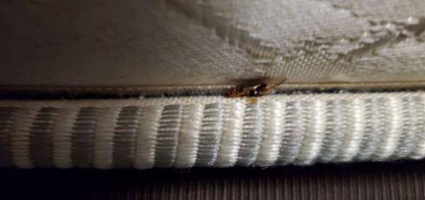 Dead bug in mattress