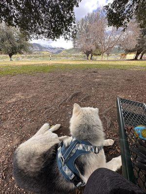 Wildwood Dog Park