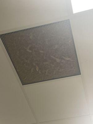 Ceiling air vent in wash bay completely covered with dog hair.