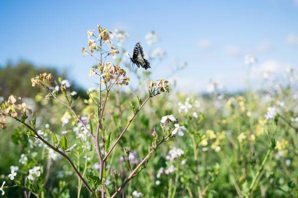 Anise Swallowtail on Wild Radish