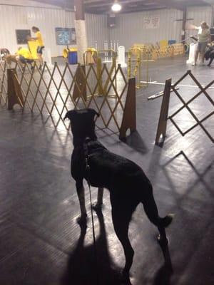 During the middle of Flyball class