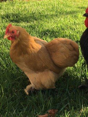 Red bantam Cochin hen