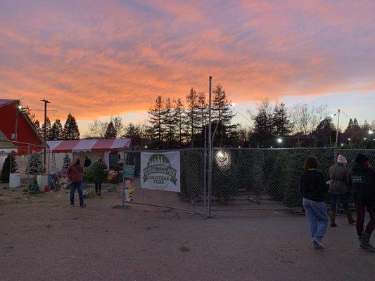 Tree Farm and a sunset