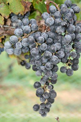 Cabernet Sauvignon almost ready for harvest