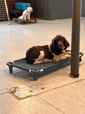 Ida placing on her cot with other dogs in room.