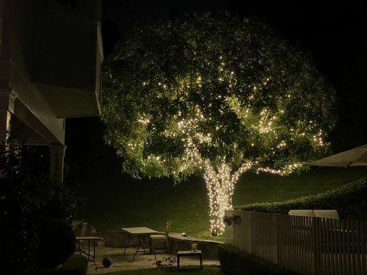 Tree lights warping