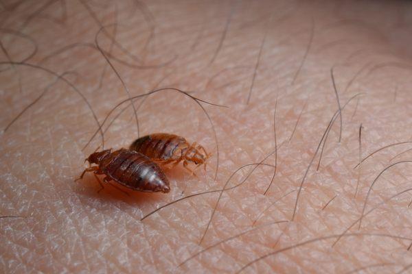 Landmark works to identify and discreetly eradicate even the most complex bed bug infestations using a research-based approach.