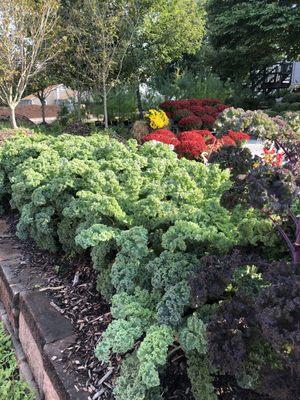 This is an up and coming offering from ARRC: edible borders. Here are two types of kale being used as a border, that you can snack from!