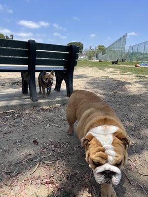 My pup following his new bulldog buddy...