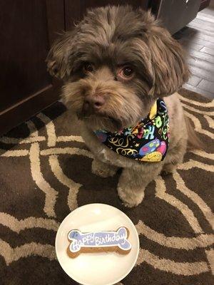 H after his grooming and on his birthday! Thanks May for making him look so dapper for his big day!!!