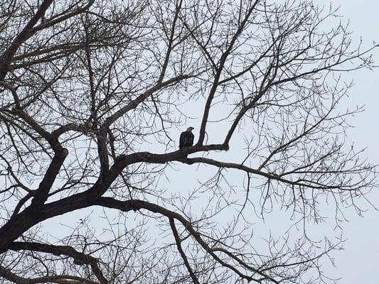 Bald eagle in Lions park