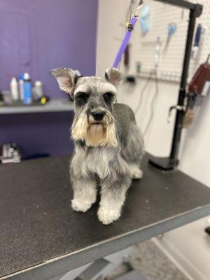 Schnauzer grooming